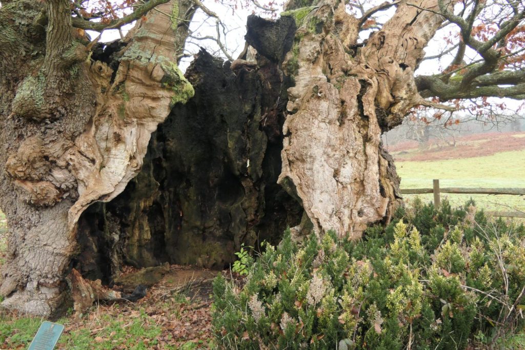 Many species if allowed can live to a very great age, theoretically trees can carry on living almost indefinitely.