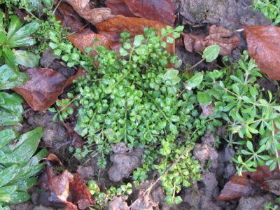 Latin has been used for the naming of all things natural mainly because it is no longer spoken and can therefore no longer evolve and change.