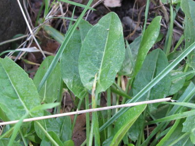 Despite the vagaries of the British weather, the sussex plant community seems to carry on regardless with a host of new life pushing through.