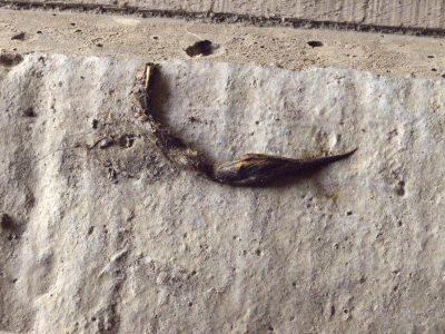 It may well be considered a strange and even bizarre claim to fame but as result of my natural history study and interest.