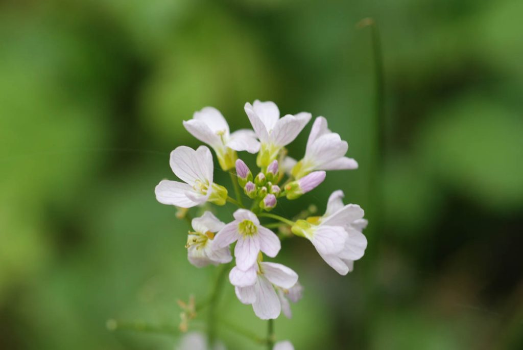 Interest in bushcraft and the outdoors has grownto the point where it has almost become an obsession.