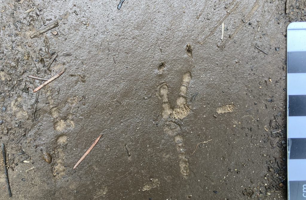 Green woodpecker track